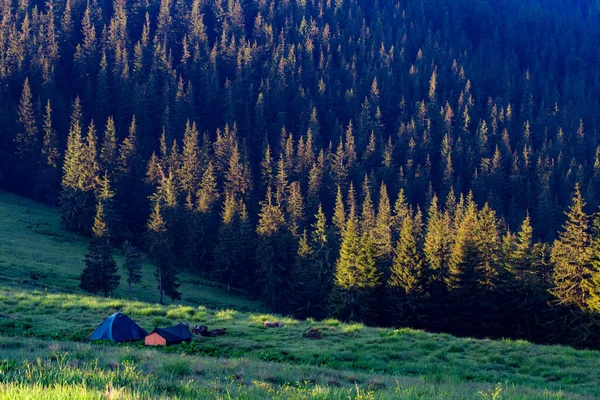 Tourist Tents Meadow Mountains Tourist Tents Clearing Coniferous Forest Mountainside — Stock Photo, Image