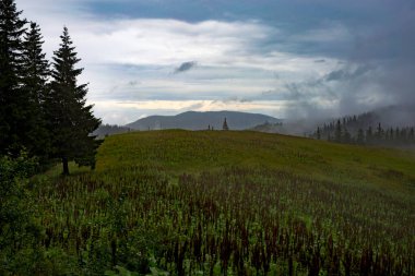 Dağların arkasındaki ormandaki yeşil çayır. Üzerlerinde bulutlu bir gökyüzü ve sisle kaplı dağlar. Sisin içindeki dağ manzarası.