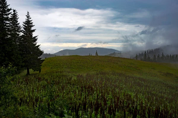 Зеленый Луг Среди Леса Горах Фоне Гор Покрытых Туманом Облачным — стоковое фото