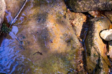 Taşların üzerindeki kertenkele, güneş tarafından aydınlatılan bir derede..