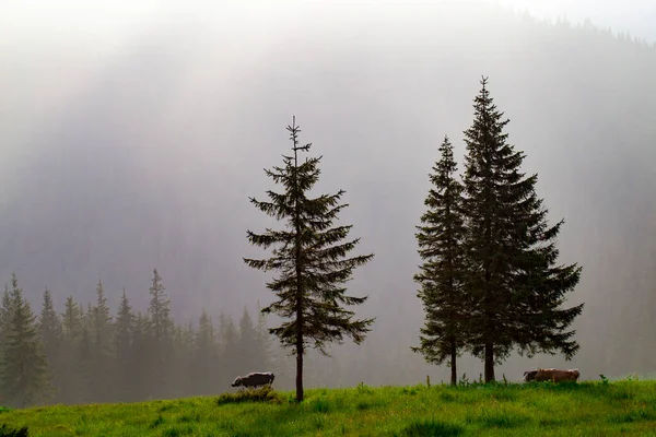 Cows Graze Fir Trees Green Meadow Background Foggy Mountains — Stock Photo, Image