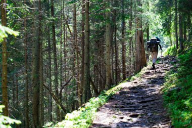 Sırt çantası ve yürüyüş direkleri olan bir turist, güneşli bir yaz gününde kozalaklı ormandaki köklerin arasında bir dağ yolunda yürüyor..