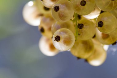 Çalılıklarda üzümlü üzümler. Beyaz yaz meyveleri. Yeşil yapraklardan oluşan beyaz frenk üzümü.