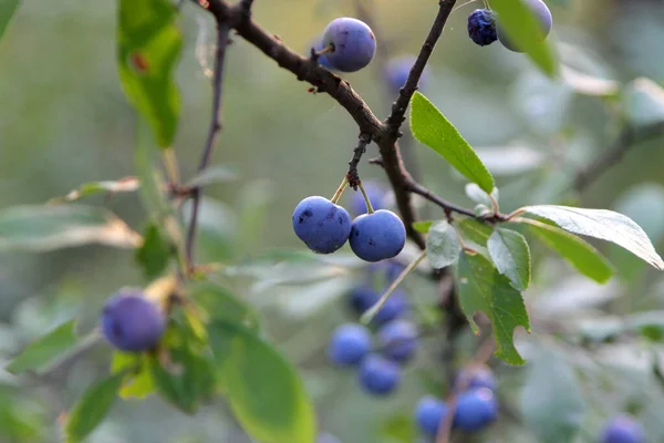 Wild Pruimenfruit Een Tak Branch Met Rijpe Pruimen Pruimentak Met — Stockfoto