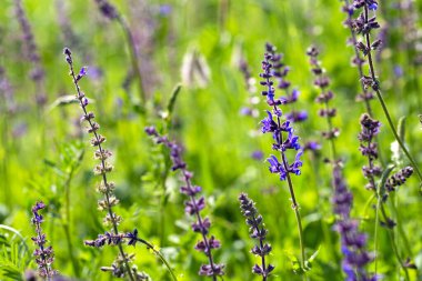 Yeşil arka planda mor kır çiçekleri. Çayırda çiçekler var. Yaz yeşili çayır.