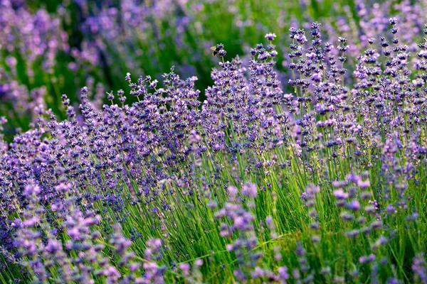 Gramado Com Lavanda Uma Abelha Sobre Uma Flor Lavanda Glade — Fotografia de Stock