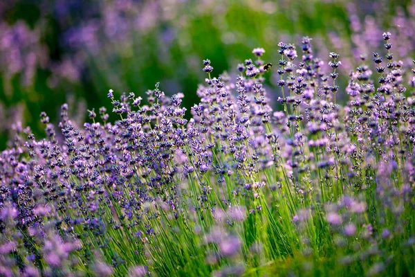 Лужайка Лавандой Пчела Над Цветком Лаванды Поляна Фиолетовыми Цветами Зеленой — стоковое фото