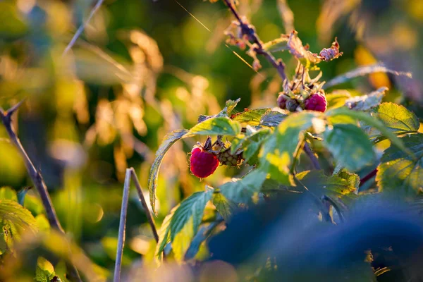 Hallon Buske Skogen Hallon Solen Bär Och Blad Vilda Hallon — Stockfoto