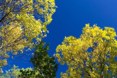 Mavi gökyüzünün arka planında sarı ağaçlar. Sonbaharda sarı ağaçlar. Sonbahar manzarası.