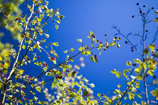 Красные Ягоды Ветке Дерева Против Голубого Неба Осеннее Дерево Ягодами — стоковое фото