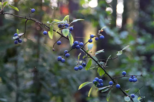 Wild Pruimenfruit Een Tak Branch Met Rijpe Pruimen Pruimentak Met — Stockfoto