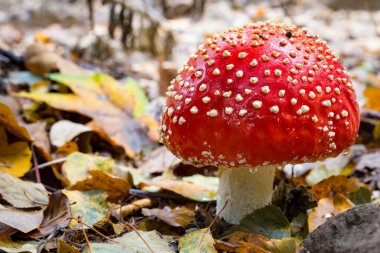 Yaprakların arasında dev bir kızıl sinek. Ormanda zehirli mantar var. Kızıl mantarlar sonbahar ormanlarında yetişir..