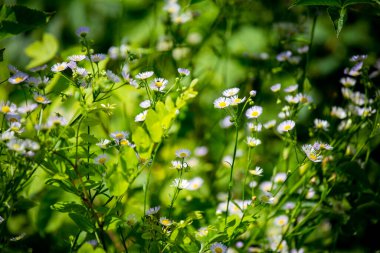 Yeşil arka planda çimlerin arasında papatya çiçekleri.