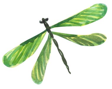 Yusufçuk eli suluboya çizimi