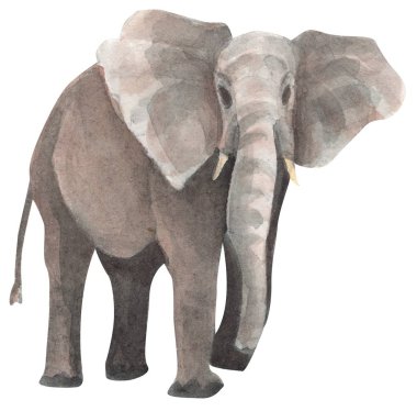 Fil eli suluboya çizimi