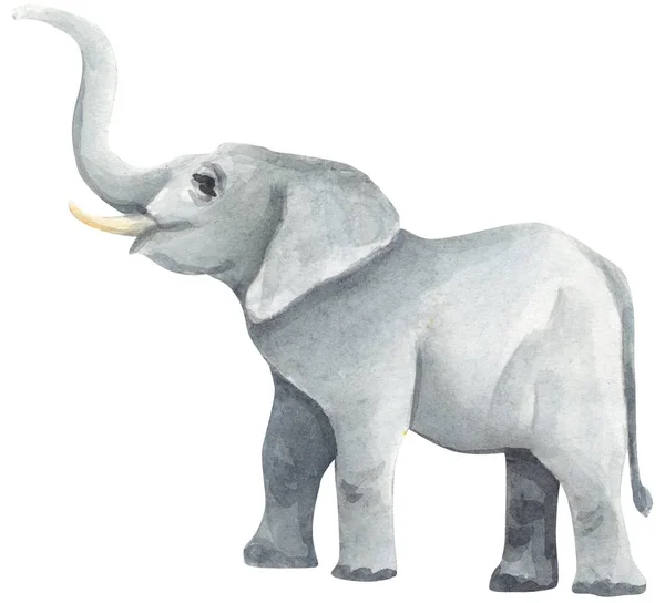 Elephant hand drawn watercolor illustration