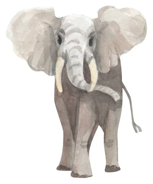 Иллюстрация Акварели Слоном — стоковое фото