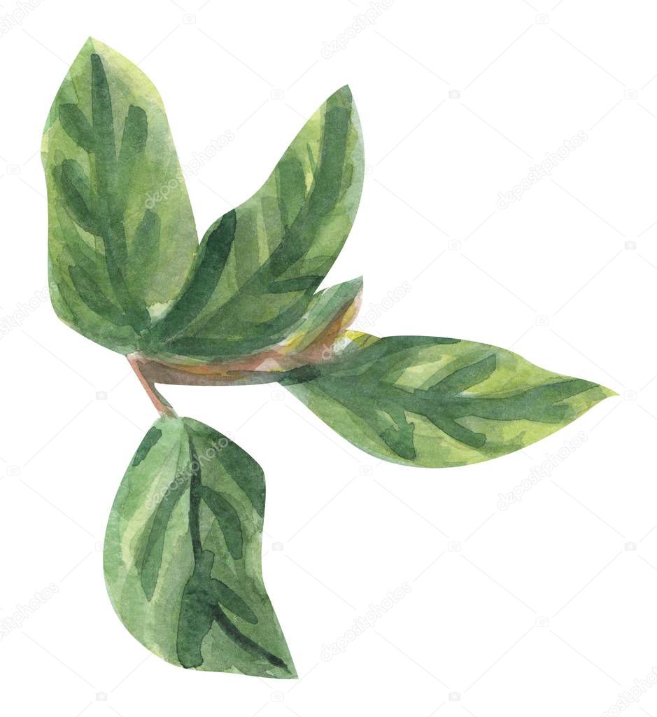 Lemon leaves watercolor clip art hand drawn
