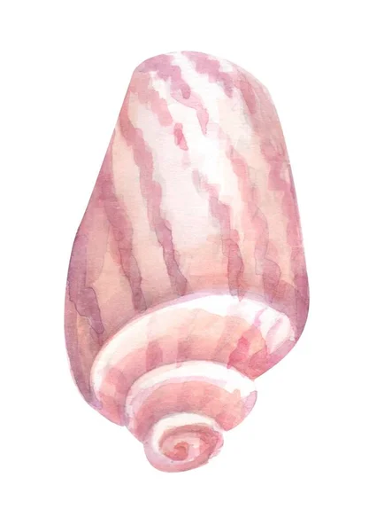 Deniz kabuğu suluboya el çizimi