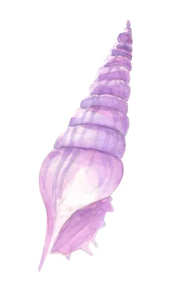 Sea Shell Watercolor Hand Drawn Illustration — Stock Photo, Image