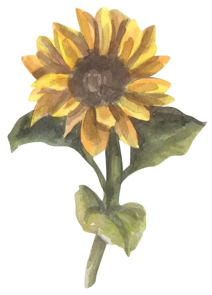 Girasole Acquerello Disegnato Mano Illustrazione — Foto Stock