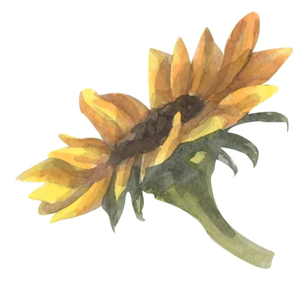 Zonnebloem Aquarel Hand Getekend Illustratie — Stockfoto