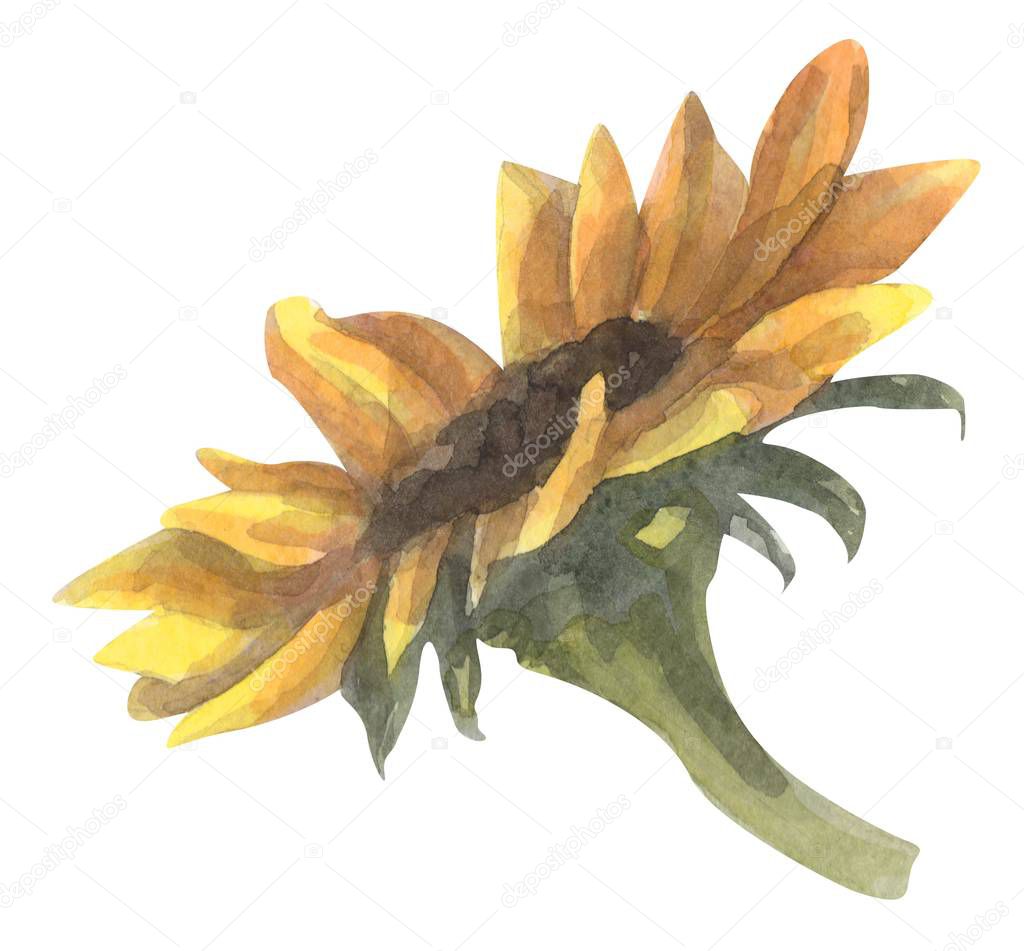 Sunflower watercolor hand drawn illustration