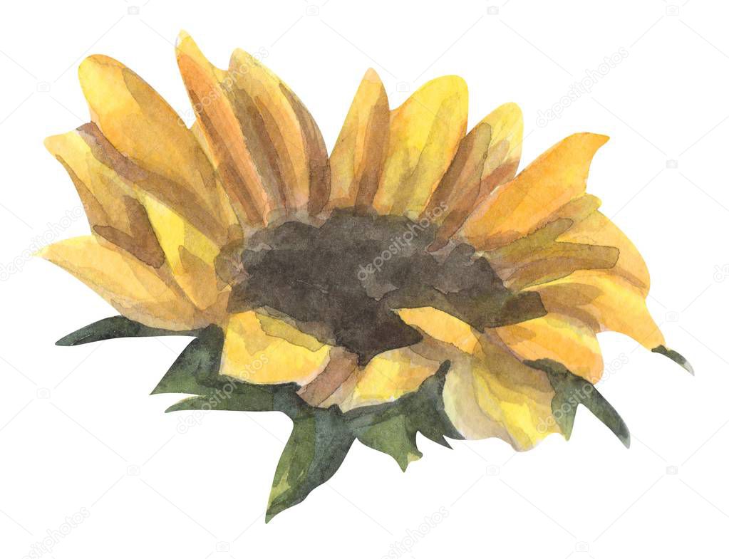 Sunflower watercolor hand drawn illustration