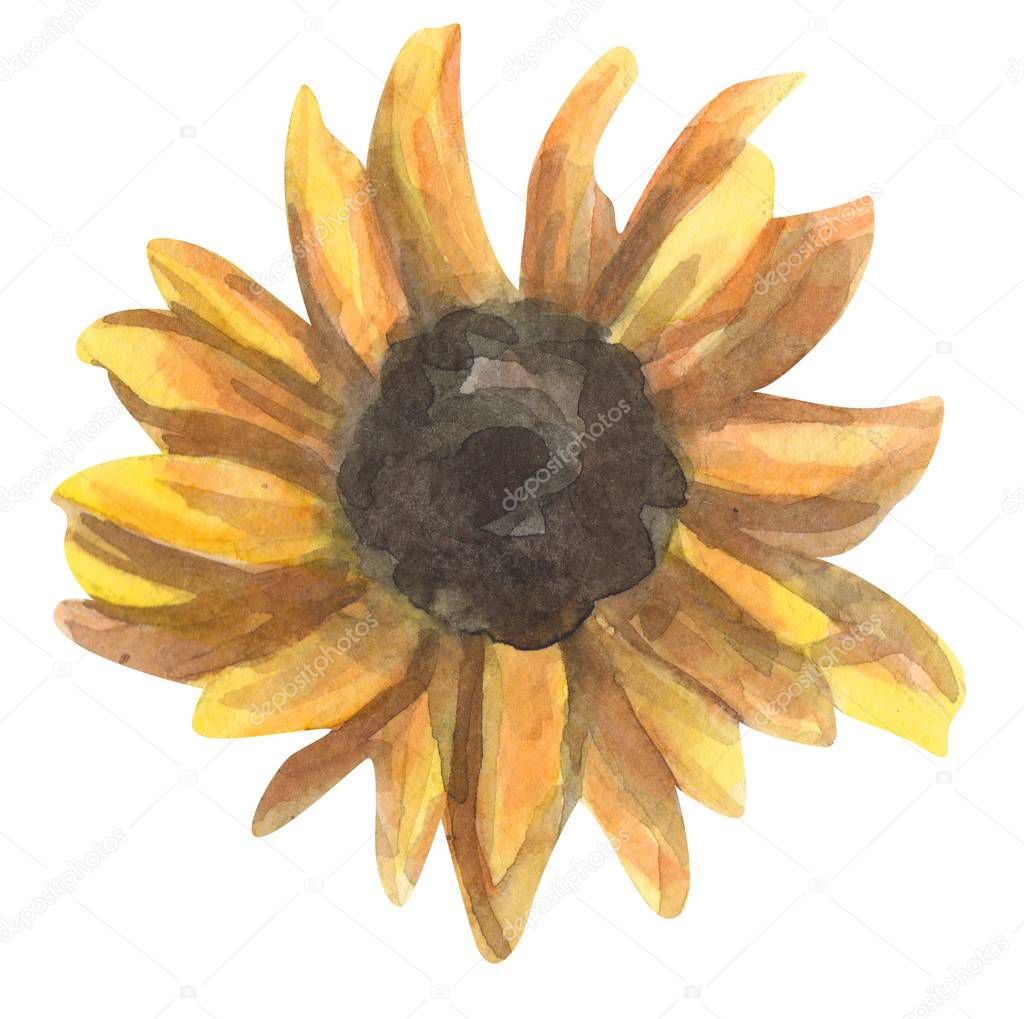 Sunflower watercolor hand drawn illustration