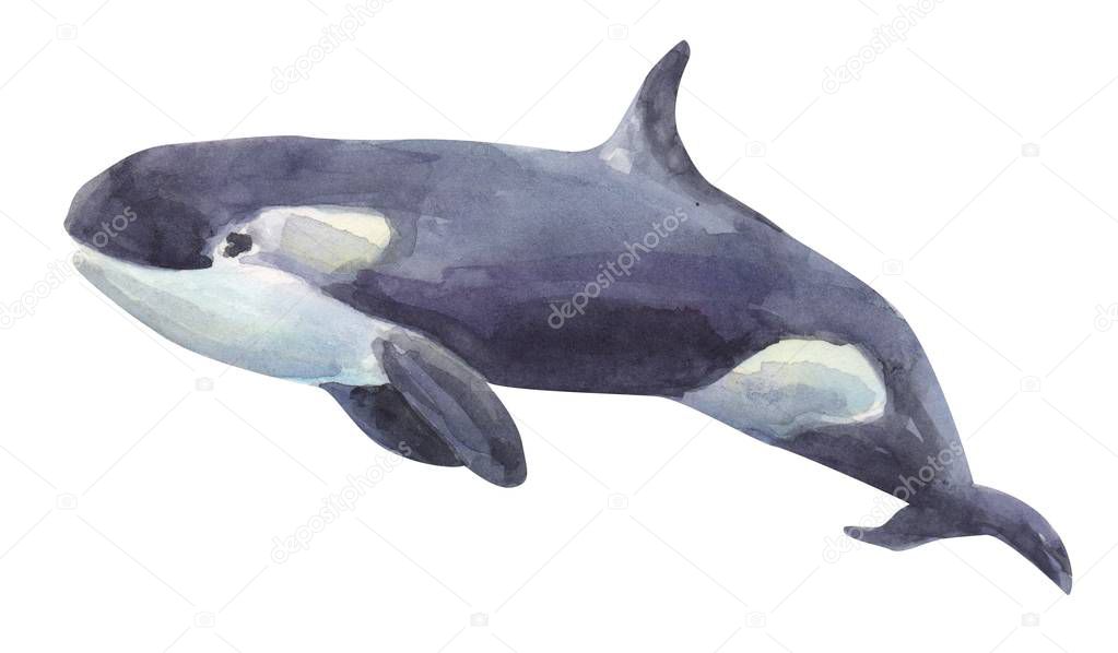 Whale watercolor hand drawn illustration