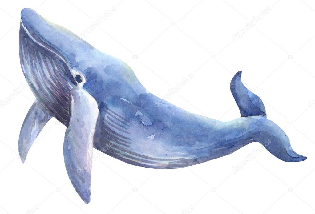 Whale watercolor hand drawn illustration