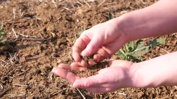 Farmářky drží hromadu půdy a zkoumají ji. Zavřít snímek. — Stock video