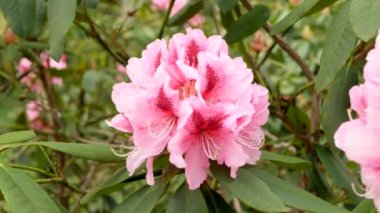 Rüzgarda sallanan pembe rhododendron çiçekleri.