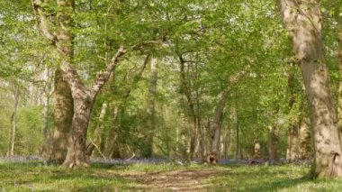 Bahar Ormanı 'ndaki patika. Yeşil çim ve çan çiçekleri. Eğil..