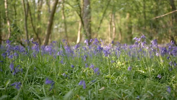 Blooming bluebells in forest background. Panoramic shot. — Stock Video