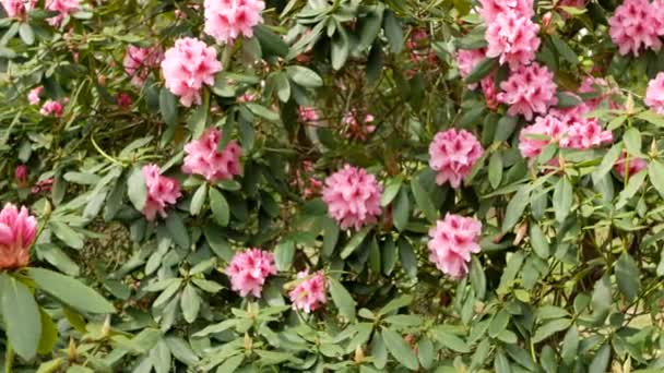 Un buisson avec des fleurs de rhododendron rose oscille dans le vent 