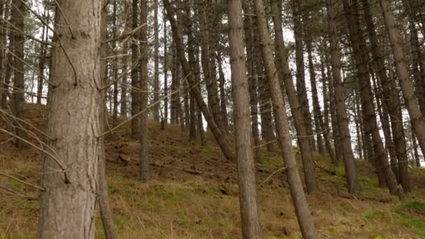 Bosque de montaña con los pinos creciendo en la colina — Vídeos de Stock