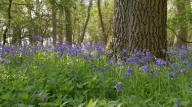 Orman arka planında çiçek açan çan çiçekleri. Panoramik çekim.