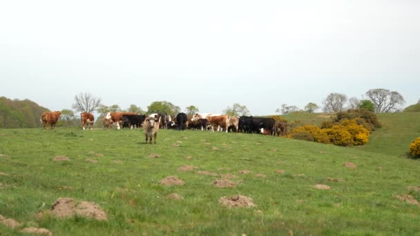 Manada de vacas pastando no prado — Vídeo de Stock