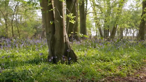 BlueBell in fiore sullo sfondo della foresta . — Video Stock