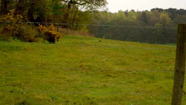 Taggtråd staket på bakgrunden av fält och skog — Stockvideo
