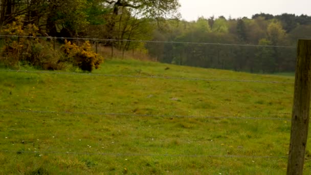 Cerca de alambre de púas en el fondo del campo y el bosque — Vídeo de stock