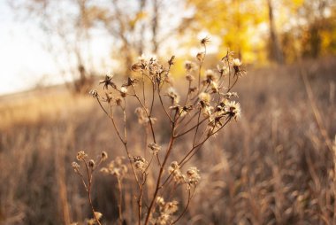 Sabahın erken saatlerinde çayır çiçekleri. Klasik sonbahar manzarası