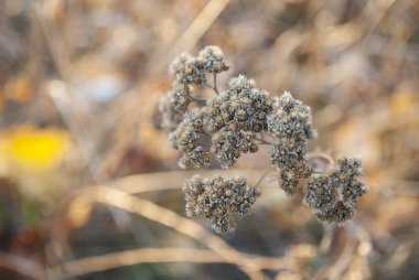 Sabahın erken saatlerinde çayır çiçekleri. Klasik sonbahar manzarası