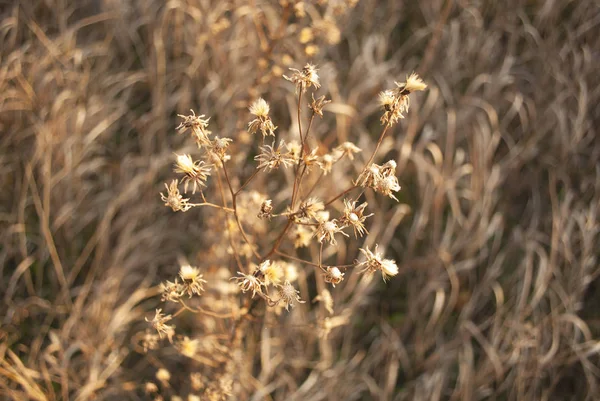 Kwiaty Łąki Wczesnym Słonecznym Świeżym Poranku Vintage Jesienny Krajobraz — Zdjęcie stockowe
