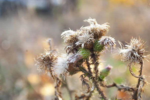 Kwiaty Łąki Wczesnym Słonecznym Świeżym Poranku Vintage Jesienny Krajobraz — Zdjęcie stockowe