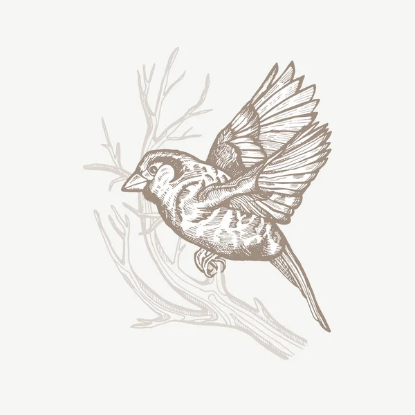 Vintage Vectorveerkaart Vogels Een Tak Monochroom Lijntekeningen Inkttekening Met Hand — Stockvector