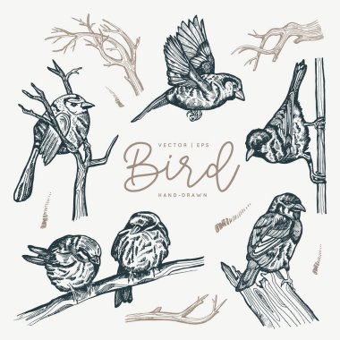 Klasik vektör yay kartı. Daldaki kuşlar. Tek renkli olsun. Çizgi çizimleri, mürekkep çizimleri, poster, sosyal medya, post, düğün, tekstil, tasarım şablonu için el çizimleri.