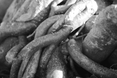 Orman zemininde koyu ağaç kökleri, kökleri arka planda. Tasarımcı.