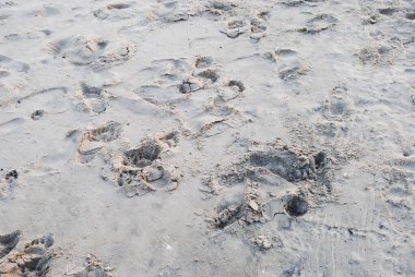 Sahilde altın kum arka planda. Kum dokusu. Altın kum. İnce kumdan arkaplan.